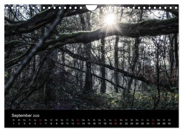 Produktbild: Mystische W&auml;lder (Wandkalender 2026 DIN A4 quer), CALVENDO Monatskalender