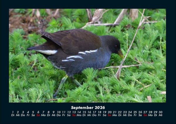 Produktbild: Welt der Tiere 2026 Fotokalender DIN A4