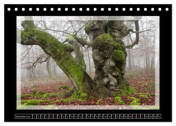 Produktbild: Zauberwald HALLOH (Tischkalender 2026 DIN A5 quer), CALVENDO Monatskalender