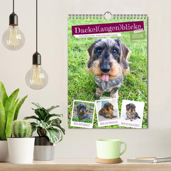Produktbild: Dackel(augen)blicke (Wandkalender 2026 DIN A4 hoch), CALVENDO Monatskalender