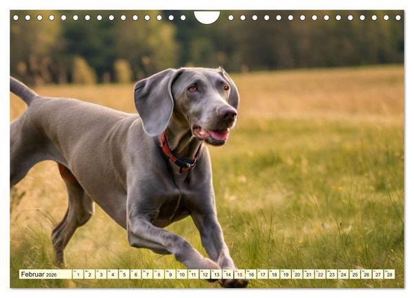 Produktbild: Weimaraner - der ideale Jagdbegleiter (Wandkalender 2026 DIN A4 quer), CALVENDO Monatskalender