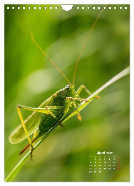 Produktbild: Ein Spaziergang &uuml;ber eine Sommerwiese (Wandkalender 2027 DIN A4 hoch), CALVENDO Monatskalender