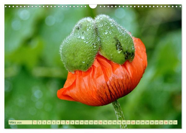 Produktbild: MOHNBL&Uuml;TEN (Wandkalender 2026 DIN A3 quer), CALVENDO Monatskalender