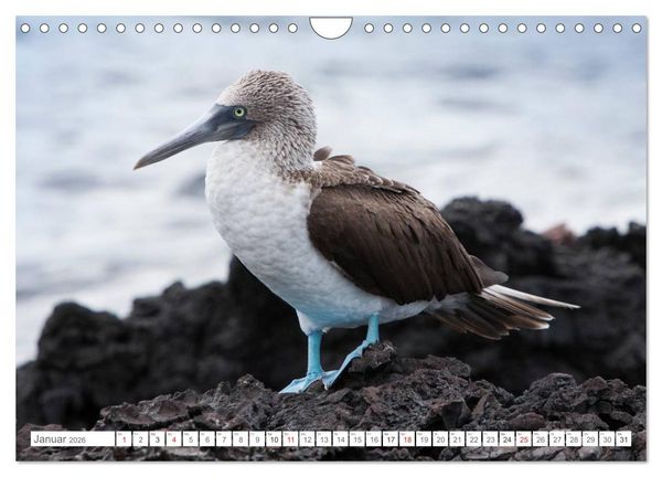 Produktbild: Galapagos. Verzauberte Inseln (Wandkalender 2026 DIN A4 quer), CALVENDO Monatskalender