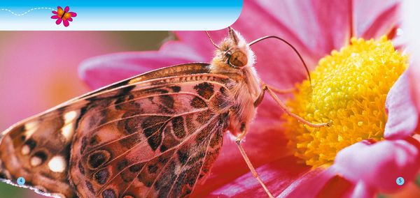 Produktbild: Look Out Butterfly!