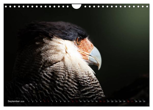 Produktbild: Wild Animals - Wilde Tiere (Wandkalender 2026 DIN A4 quer), CALVENDO Monatskalender