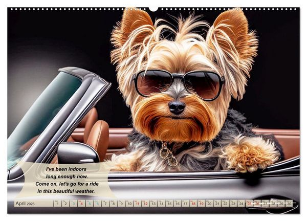 Produktbild: Great fun for Yorkshire Terrier lovers (High Quality Premium Wall Calendar 2026 DIN A2 landscape),CALVENDO 12 Month Wall Calendar