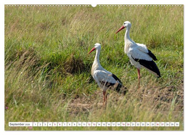 Produktbild: Sturmerprobt - V&ouml;gel an Nordfrieslands K&uuml;ste (hochwertiger Premium Wandkalender 2026 DIN A2 quer), Kunstdruck in Hochglanz