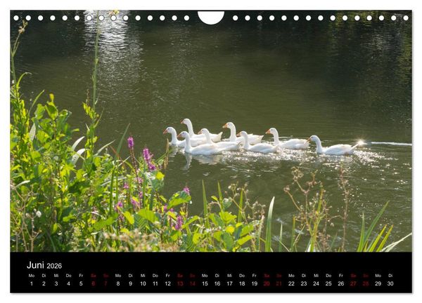 Produktbild: Die Amper - Ansichten eines bayerischen Flusses (Wandkalender 2026 DIN A4 quer), CALVENDO Monatskalender