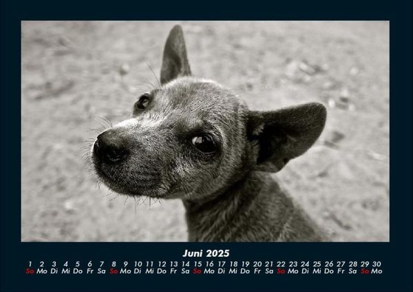Produktbild: Welpen 2025 Fotokalender DIN A4