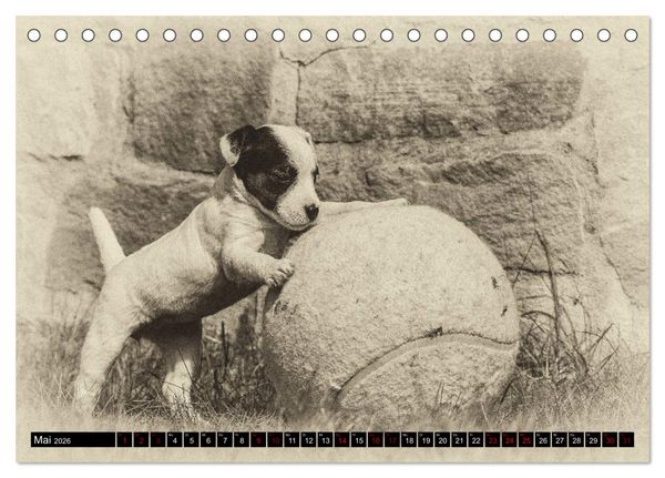 Produktbild: Parson Jack Russel Welpen (Tischkalender 2026 DIN A5 quer), CALVENDO Monatskalender
