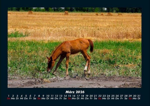 Produktbild: Die Welt der Pferde 2026 Fotokalender DIN A4