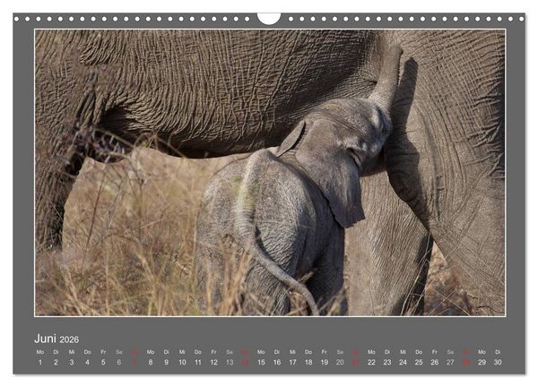 Produktbild: Tierbabys 2026 (Wandkalender 2026 DIN A3 quer), CALVENDO Monatskalender