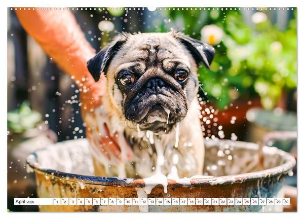 Produktbild: Mops-Mania - Der Spa&szlig;kalender f&uuml;r Mops-Fans (hochwertiger Premium Wandkalender 2026 DIN A2 quer), Kunstdruck in Hochglanz
