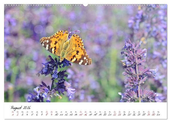 Produktbild: Sch&ouml;nheiten in freier Natur (hochwertiger Premium Wandkalender 2026 DIN A2 quer), Kunstdruck in Hochglanz