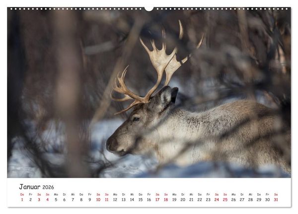 Produktbild: Rentiere (hochwertiger Premium Wandkalender 2026 DIN A2 quer), Kunstdruck in Hochglanz