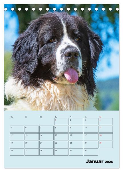 Produktbild: Familienplaner Landseer - Freund und Retter (Tischkalender 2026 DIN A5 hoch), CALVENDO Monatskalender