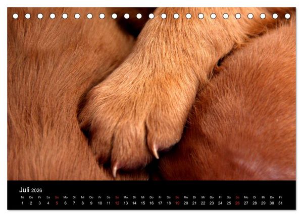 Produktbild: Magyar Vizsla Welpen (Tischkalender 2026 DIN A5 quer), CALVENDO Monatskalender