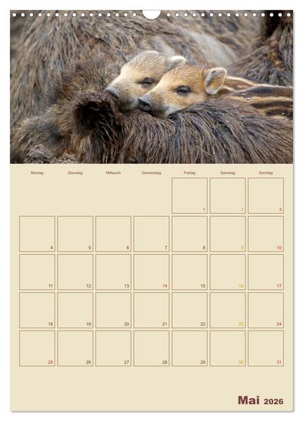 Produktbild: Wildschweine (Wandkalender 2026 DIN A3 hoch), CALVENDO Monatskalender