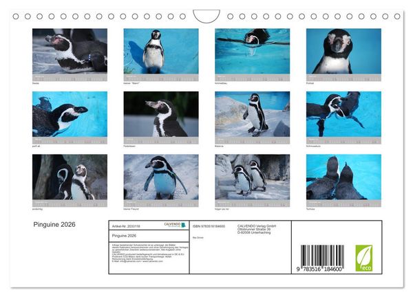 Produktbild: Pinguine 2026 (Wandkalender 2026 DIN A4 quer), CALVENDO Monatskalender
