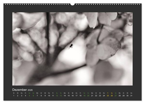 Produktbild: Pflanzen in Schwarz und Wei&szlig; (hochwertiger Premium Wandkalender 2026 DIN A2 quer), Kunstdruck in Hochglanz
