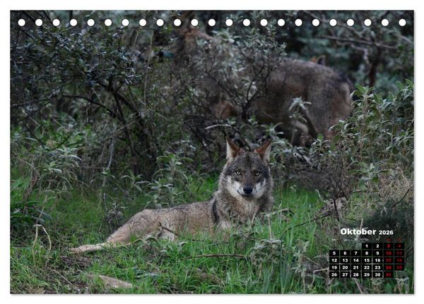 Produktbild: Willkommen Wolf (Tischkalender 2026 DIN A5 quer), CALVENDO Monatskalender