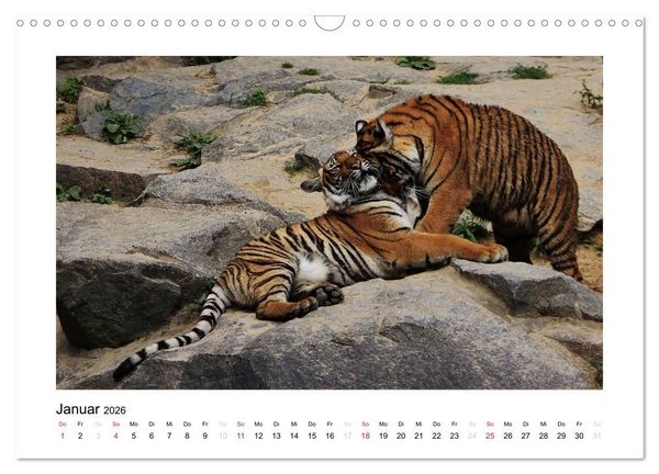 Produktbild: Tiger 2026 (Wandkalender 2026 DIN A3 quer), CALVENDO Monatskalender