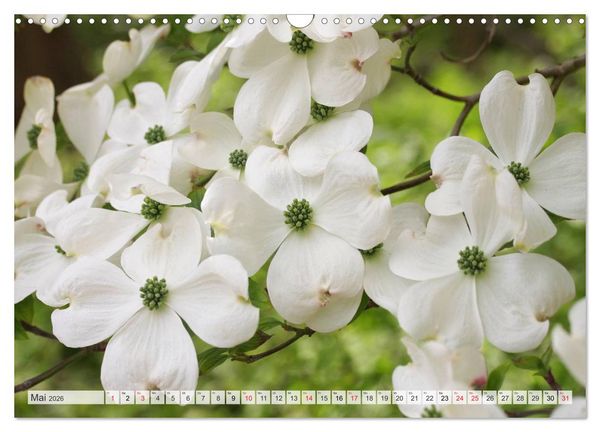 Produktbild: Bl&uuml;tentanz in Wei&szlig; (Wandkalender 2026 DIN A3 quer), CALVENDO Monatskalender