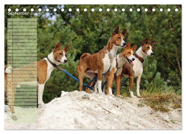 Produktbild: Basenji, der Kongo-Terrier (Tischkalender 2026 DIN A5 quer), CALVENDO Monatskalender