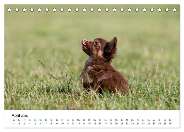 Produktbild: Chihuahuas - kleine Herzensbrecher (Tischkalender 2026 DIN A5 quer), CALVENDO Monatskalender