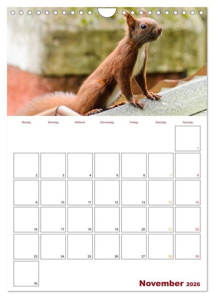Produktbild: Eichh&ouml;rnchen Planer 2026 (Wandkalender 2026 DIN A4 hoch), CALVENDO Monatskalender