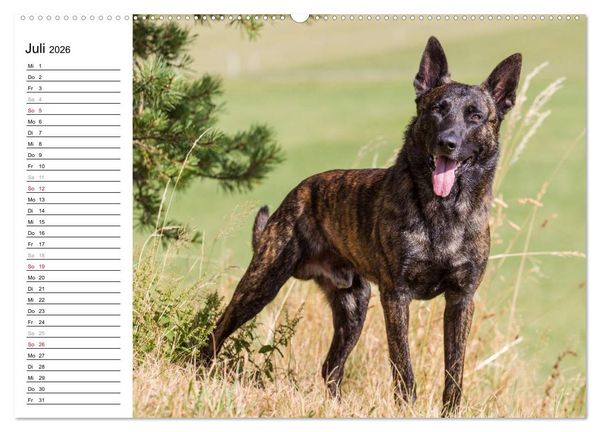 Produktbild: ausdrucksvolle Holl&auml;ndische Sch&auml;ferhunde (Wandkalender 2026 DIN A2 quer), CALVENDO Monatskalender