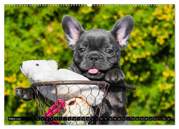 Produktbild: Franz&ouml;sische Bulldogge - Clown auf 4 Pfoten (Wandkalender 2026 DIN A2 quer), CALVENDO Monatskalender