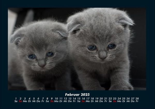 Produktbild: F&uuml;r Katzenfreunde 2025 Fotokalender DIN A4