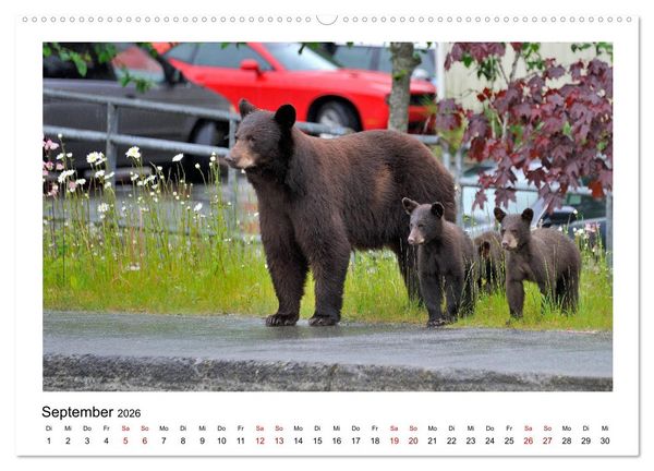 Produktbild: Braunb&auml;ren in Alaska (Wandkalender 2026 DIN A2 quer), CALVENDO Monatskalender