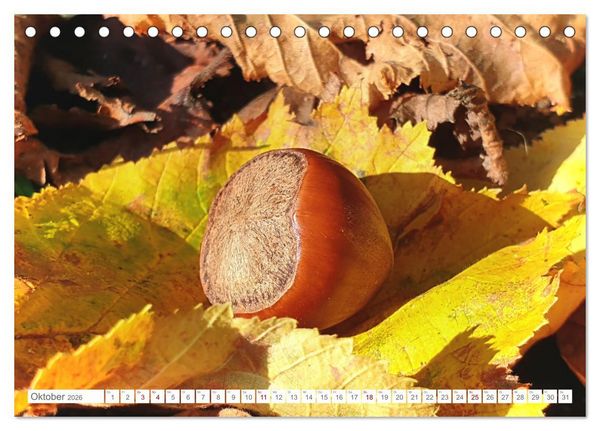 Produktbild: Das Leben der Haselnuss (Tischkalender 2026 DIN A5 quer), CALVENDO Monatskalender