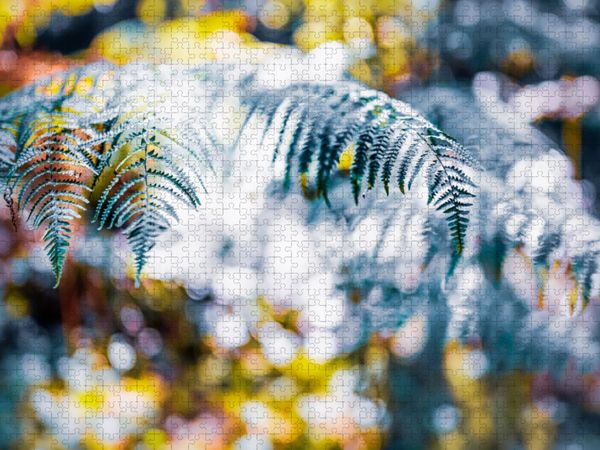 Produktbild: CALVENDO Puzzle Farnwedel im Lichtertanz | 1000 Teile Lege-Gr&ouml;&szlig;e 64x48cm Foto-Puzzle f&uuml;r gl&uuml;ckliche Stunden