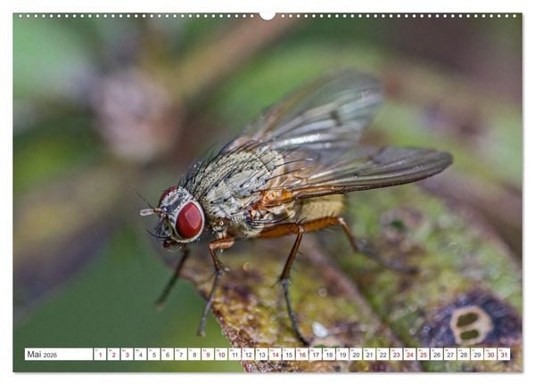 Produktbild: Ungeliebte Sch&ouml;nheiten - die faszinierende Welt unserer heimischen Fliegen (Wandkalender 2026 DIN A2 quer), CALVENDO Monatskalender