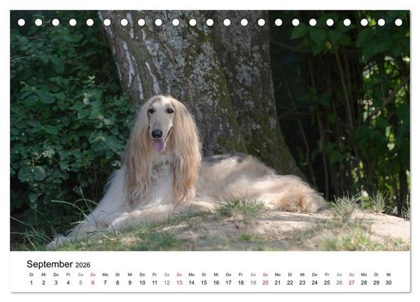 Produktbild: Mein Hundekalender 2026 (Tischkalender 2026 DIN A5 quer), CALVENDO Monatskalender