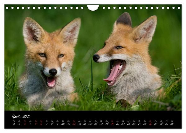 Produktbild: Rotfuchs - Impressionen (Wandkalender 2026 DIN A4 quer), CALVENDO Monatskalender