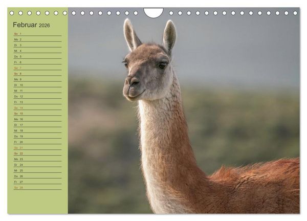 Produktbild: Wildlife S&uuml;damerika (Wandkalender 2026 DIN A4 quer), CALVENDO Monatskalender