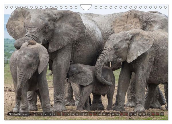 Produktbild: Elefanten Begegnungen im &ouml;stlichen und s&uuml;dlichen Afrika (Wandkalender 2026 DIN A4 quer), CALVENDO Monatskalender