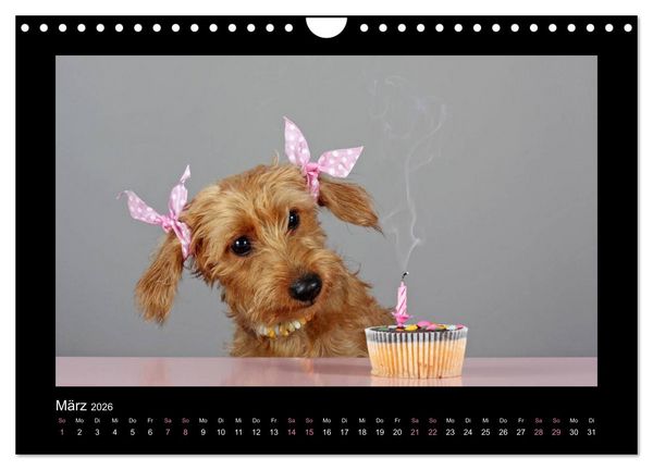 Produktbild: Elli Pirelli... aus dem Leben eines fr&ouml;hlichen Pinscher-Dackel-M&auml;dels (Wandkalender 2026 DIN A4 quer), CALVENDO Monatskalender