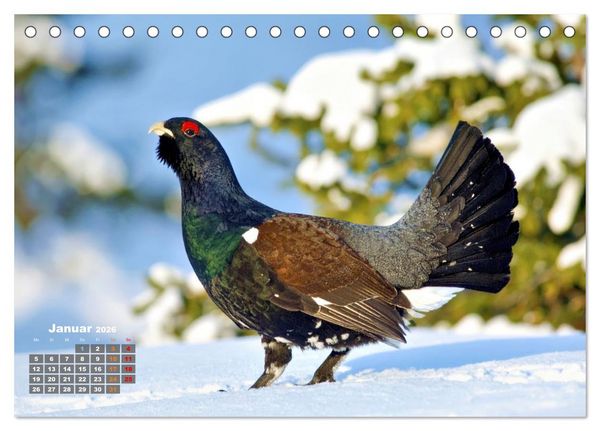 Produktbild: Stark wie der Auerhahn (Tischkalender 2026 DIN A5 quer), CALVENDO Monatskalender