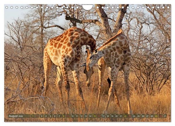 Produktbild: Giraffen - Sanftheit und Anmut (Wandkalender 2026 DIN A4 quer), CALVENDO Monatskalender
