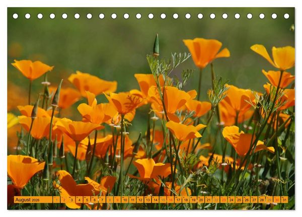 Produktbild: MOHNBL&Uuml;TEN (Tischkalender 2026 DIN A5 quer), CALVENDO Monatskalender
