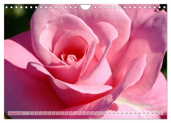 Produktbild: Stolze Rosen (Wandkalender 2026 DIN A4 quer), CALVENDO Monatskalender