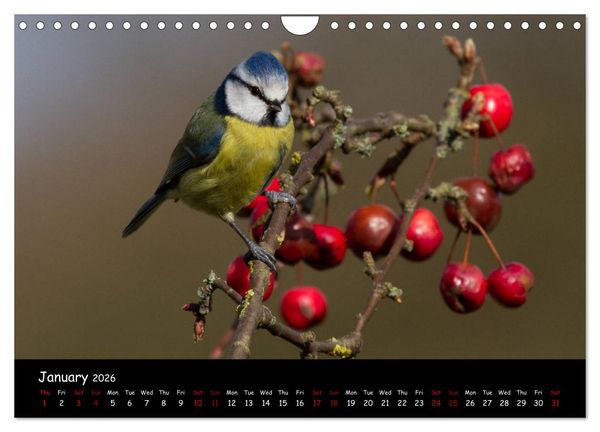 Produktbild: Popular garden birds of the united kingdom (Wall Calendar 2026 DIN A4 landscape), CALVENDO 12 Month Wall Calendar