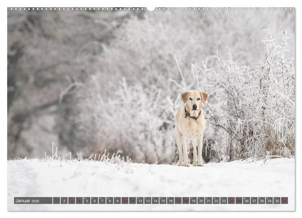 Produktbild: Labrador Trio - 3 Farben, 3 Freunde (hochwertiger Premium Wandkalender 2026 DIN A2 quer), Kunstdruck in Hochglanz
