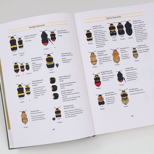 Produktbild: Bienenweide und Hummelparadies